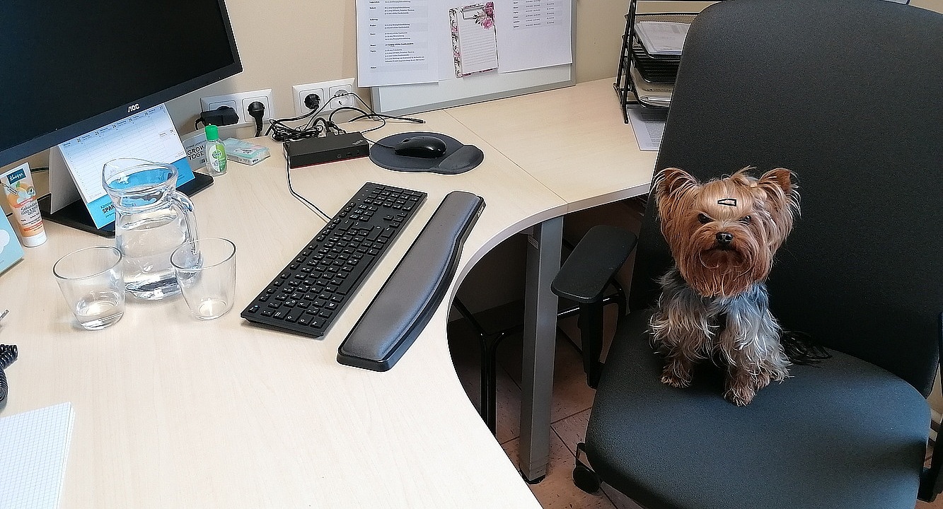 Foto: Yorkshire Terrier mit Haarspange auf Bürostuhl
