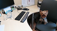 Foto: Yorkshire Terrier mit Haarspange auf Bürostuhl