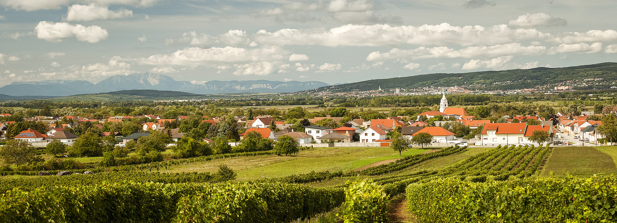 Erwachsenenvertretung im Burgenland, VertretungsNetz- FC: iStock Foto vom Burgenland: Idyllische Weinlandschaft mit Reihen von Weinstöcken im Vordergrund, einem Dorf mit roten Dächern und Kirchturm in der Mitte sowie bewaldeten Hügeln und Bergen im Hintergrund unter einem bewölkten Himmel.